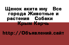 Щенок акита ину - Все города Животные и растения » Собаки   . Крым,Керчь